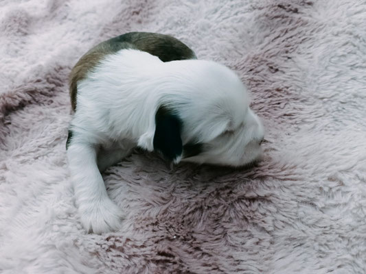 Femelle 1 - 2 Semaines