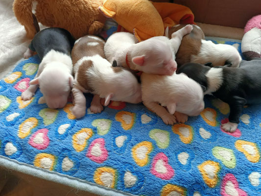 Bébés 10 jours