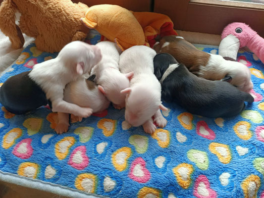 Bébés 10 jours