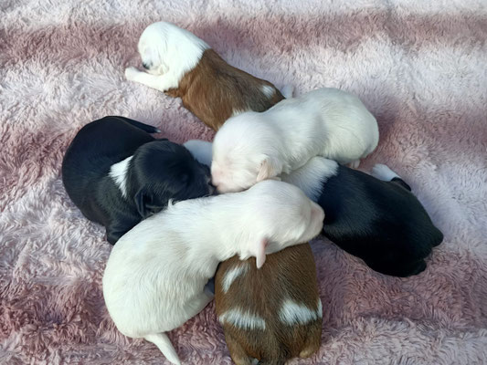 Bébés 2 Semaines