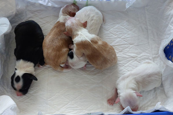 5 Mâles