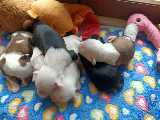 Bébés 10 jours
