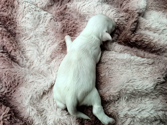 Mâle 4 - 2 Semaines