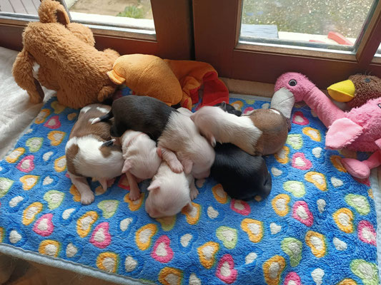 Bébés 10 jours