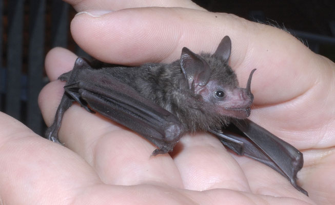 Fledermaus der Art Brillenblattnasen (Carollia perspicillata), beheimatet in Zentral- u. Südamerika