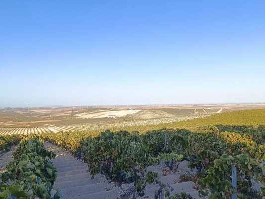 Albariza grond en uitzicht wijngaarden