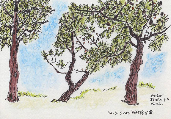 万博記念公園 -Expo memorial park  (2010.5.5WED)