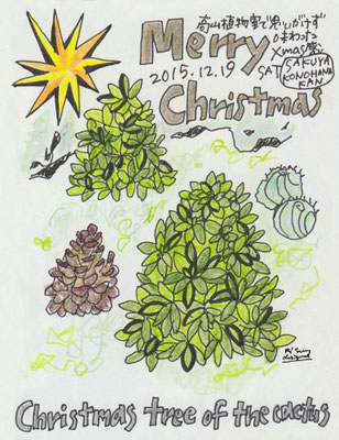 Christmas tree of the cactus (2015.12.19SAT)