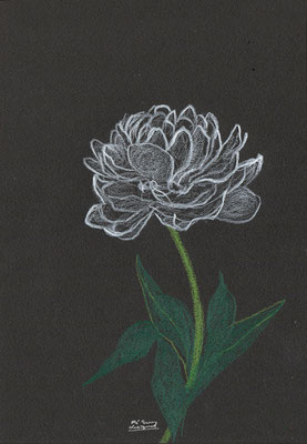 peony
