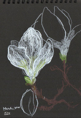 Magnolia kobus 