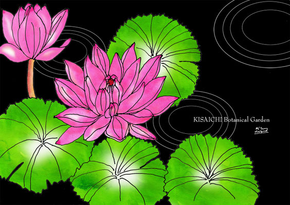 water lily (2017.9.1)