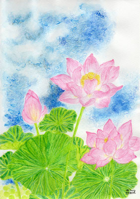 lotus flower @botanical-garden nagai