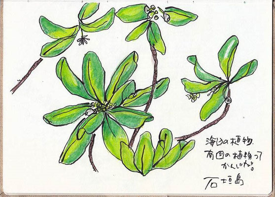 【海辺の植物 】石垣島 -sea side plant- Ishigaki Island Japan (2007.7)