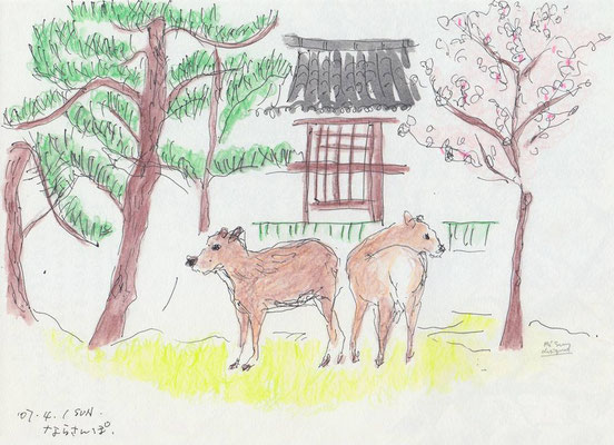 奈良公園 -Nara Park- ( 2007.4.1SUN )