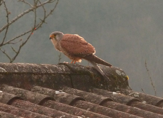 Faucon crécerelle, sur le toit de La Petite Forge