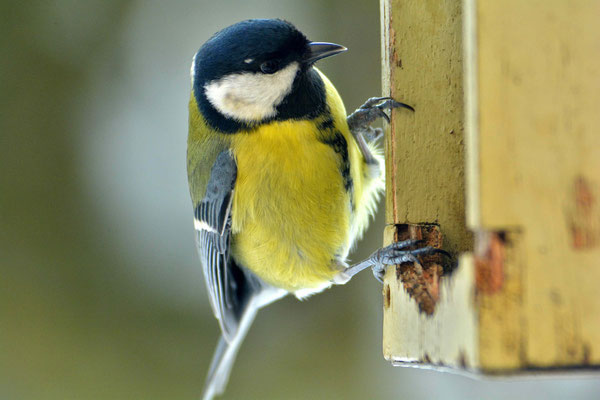 Mésange charbonnière...