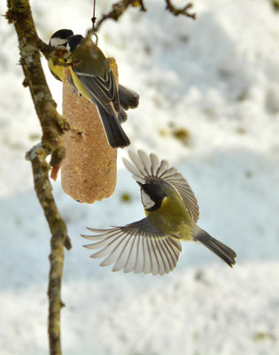 Mésange charbonnière