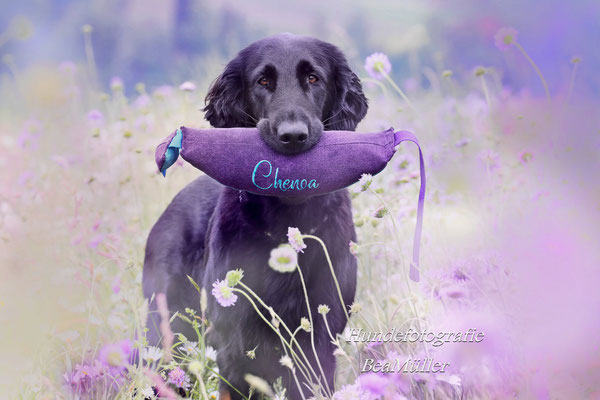 Chenoa