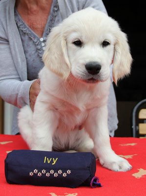 Ivy