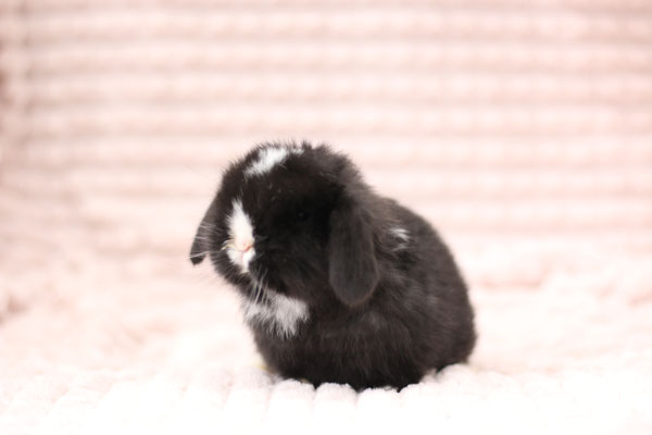 Die Genetik Der Kaninchen Kuschelgartens Webseite