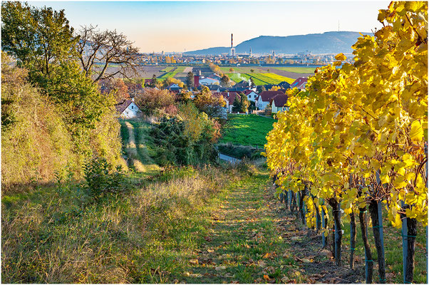 Kaller Heinrich, Stockerau, Rang 18 - Bild 123, 24 Punkte (8 8 8 )