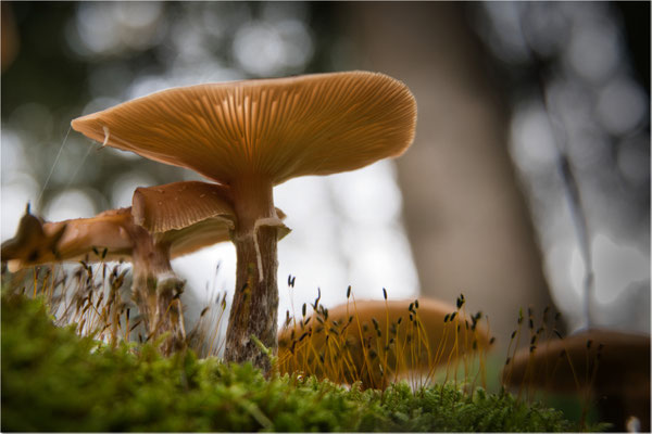 Mayer Josef, Rohrendorf, Rang 34 - 1118, 32,1 P