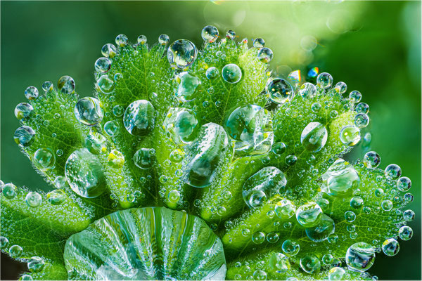 Gumpinger Hans, Ernstbrunn, Rang 15 - 1069, 42,6 P