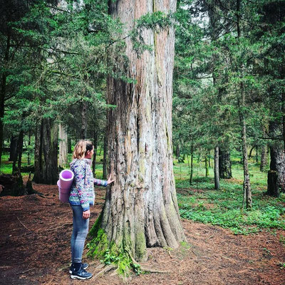 Caminata Consciente CDMX Desierto Leones rutas Yoga Hike Senderismo México hiking 