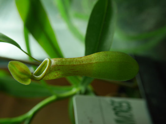 Nepenthes ventrata