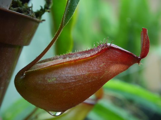 Nepenthes bloody mary