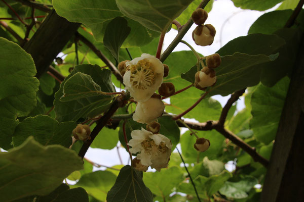 Kiwi-Blüte