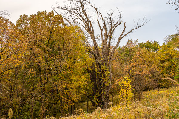 Minnesota River Vally Wildlife Refuge - 10/09/2020