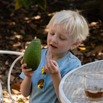 Owen gathering fresh off the tree avocados