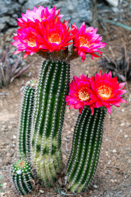 Blooming cacti - Mary Lou's backyard garden