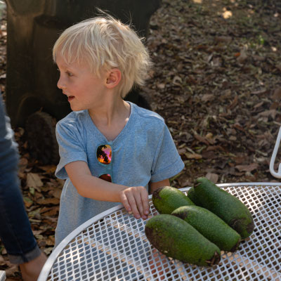 Owen gathering fresh off the tree avocados