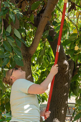 Zoe gathering fresh off the tree avocados