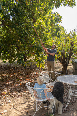 Chris gathering fresh off the tree avocados