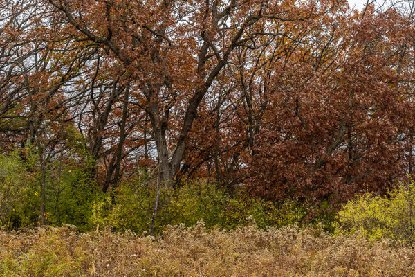 Afton State Park - 10/16/2020