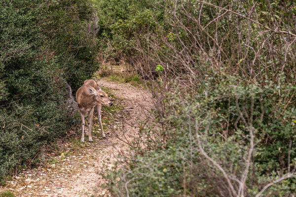 Fauna - Aransas National Wildlife Refuge