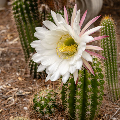 Blooming cacti - Mary Lou's backyard garden