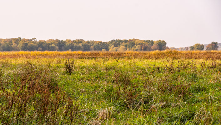 Minnesota River Vally Wildlife Refuge - 10/09/2020