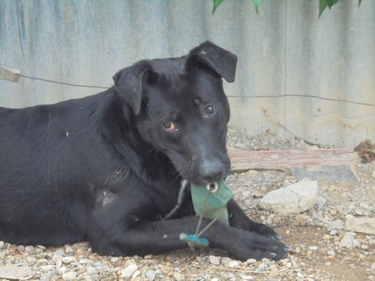 Welpen/Junghunde männlich Hund sucht Mensch Hund Tiervermittlung