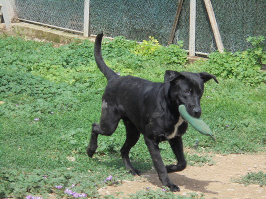 Welpen/Junghunde männlich Hund sucht Mensch Hund Tiervermittlung