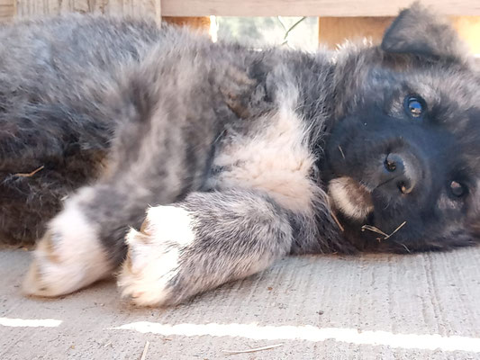 Unsere Gluckspilze Zuhause Gefunden Hund Sucht Mensch Hund
