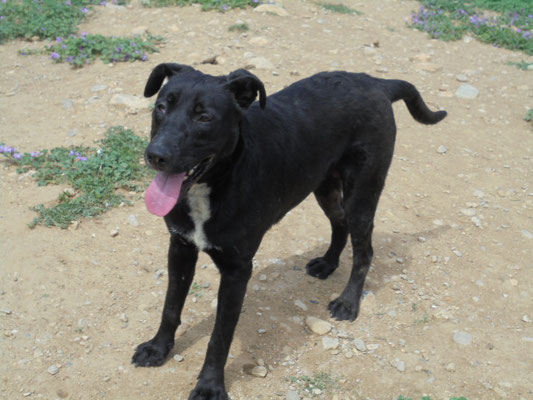 Welpen/Junghunde männlich Hund sucht Mensch Hund Tiervermittlung