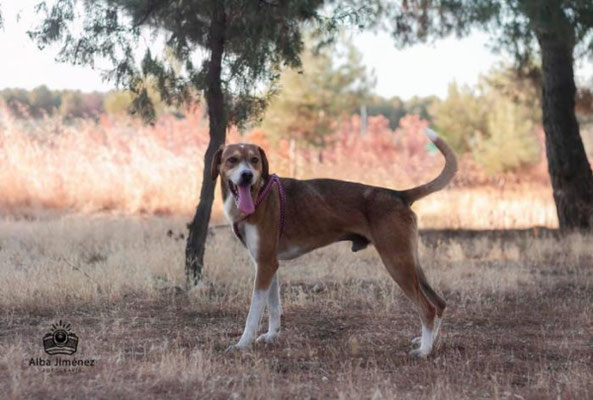 Senioren Senioritas Hund Sucht Mensch Hund Tiervermittlung Tiere Suchen Ein Zuhause Tier Aus Dem Ausland