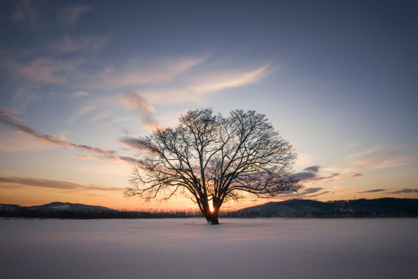 21-はるにれの夕暮れ