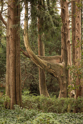 Barbara Fischer Tor zum Wald 2024