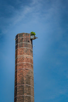 Marika Großer Solitär 2023