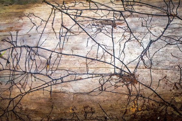 Marika Großer Holziges 1 2018